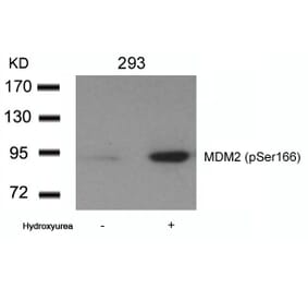 Western blot - MDM2 (phospho-Ser166) Antibody from Signalway Antibody (11550) - Antibodies.com