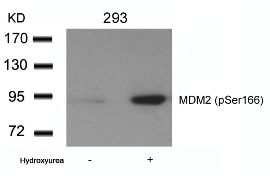Western blot - MDM2 (phospho-Ser166) Antibody from Signalway Antibody (11550) - Antibodies.com