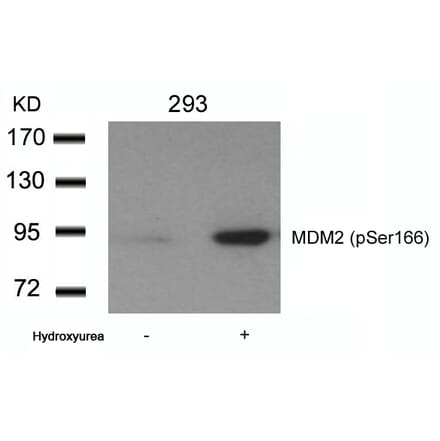 Western blot - MDM2 (phospho-Ser166) Antibody from Signalway Antibody (11550) - Antibodies.com