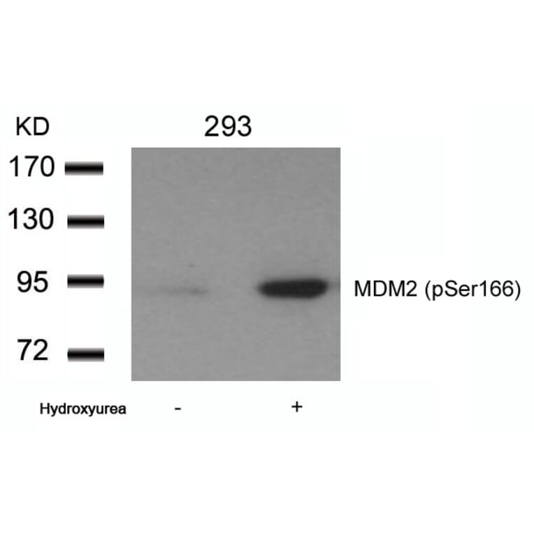Western blot - MDM2 (phospho-Ser166) Antibody from Signalway Antibody (11550) - Antibodies.com