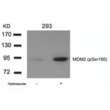 Western blot - MDM2 (phospho-Ser166) Antibody from Signalway Antibody (11550) - Antibodies.com
