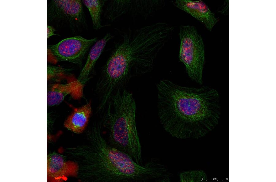 Immunofluorescence - MDM2 (phospho-Ser166) Antibody from Signalway Antibody (11550) - Antibodies.com