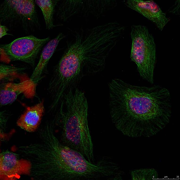 Immunofluorescence - MDM2 (phospho-Ser166) Antibody from Signalway Antibody (11550) - Antibodies.com