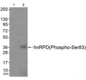 Western blot - hnRPD (Phospho-Ser83) Antibody from Signalway Antibody (11696) - Antibodies.com