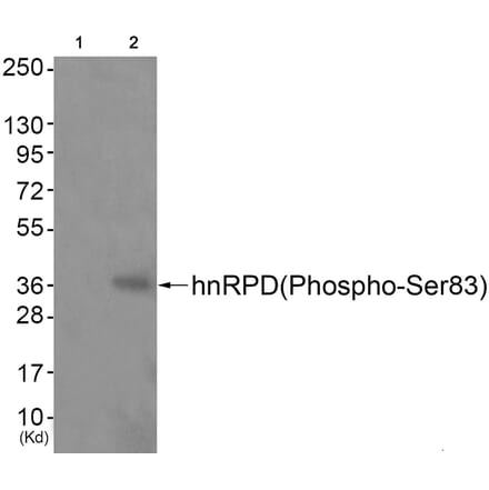 Western blot - hnRPD (Phospho-Ser83) Antibody from Signalway Antibody (11696) - Antibodies.com