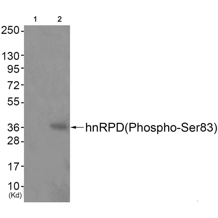 Western blot - hnRPD (Phospho-Ser83) Antibody from Signalway Antibody (11696) - Antibodies.com