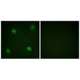 Immunofluorescence - hnRPD (Phospho-Ser83) Antibody from Signalway Antibody (11696) - Antibodies.com