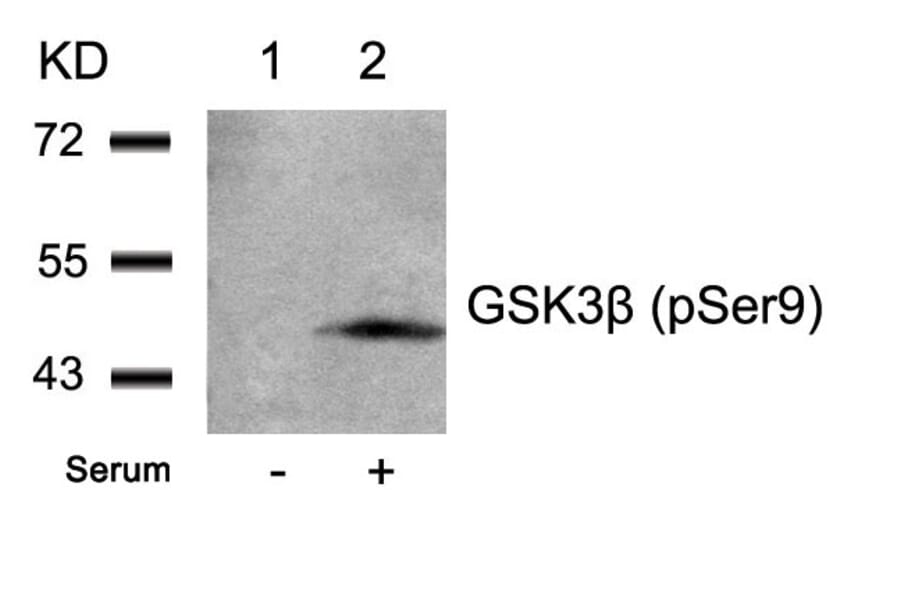 Western blot - GSK3β (Phospho-Ser9) Antibody from Signalway Antibody (11002) - Antibodies.com