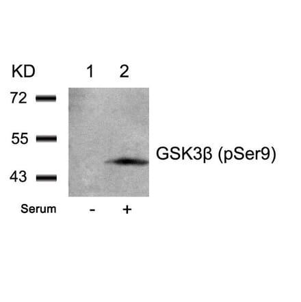 Western blot - GSK3β (Phospho-Ser9) Antibody from Signalway Antibody (11002) - Antibodies.com