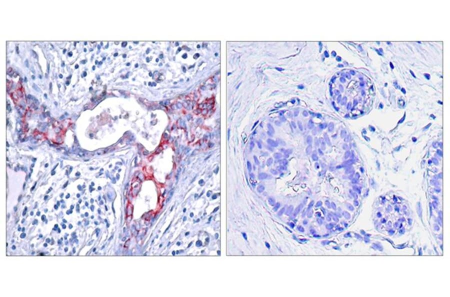 Immunohistochemistry - GSK3β (Phospho-Ser9) Antibody from Signalway Antibody (11002) - Antibodies.com