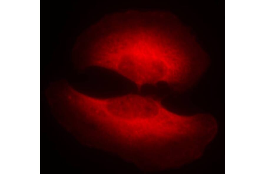 Immunofluorescence - GSK3β (Phospho-Ser9) Antibody from Signalway Antibody (11002) - Antibodies.com