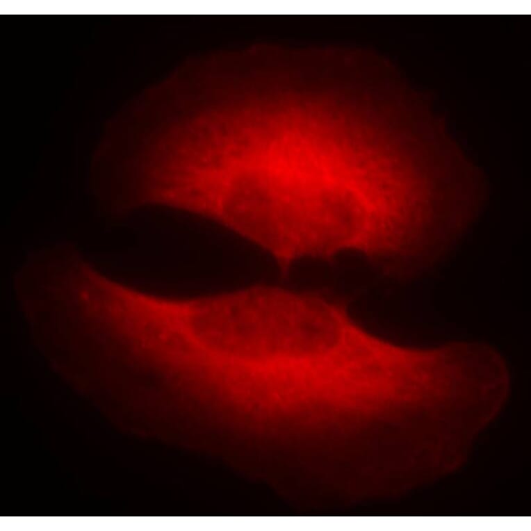 Immunofluorescence - GSK3β (Phospho-Ser9) Antibody from Signalway Antibody (11002) - Antibodies.com