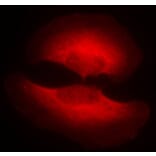 Immunofluorescence - GSK3β (Phospho-Ser9) Antibody from Signalway Antibody (11002) - Antibodies.com