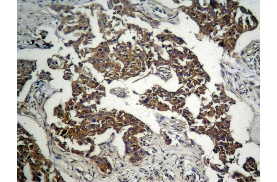 Immunohistochemistry - GSK3β (Phospho-Ser9) Antibody from Signalway Antibody (11002) - Antibodies.com