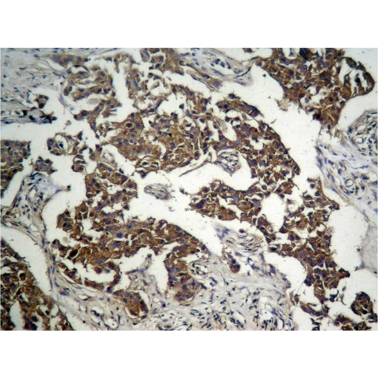Immunohistochemistry - GSK3β (Phospho-Ser9) Antibody from Signalway Antibody (11002) - Antibodies.com
