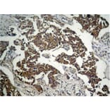 Immunohistochemistry - GSK3β (Phospho-Ser9) Antibody from Signalway Antibody (11002) - Antibodies.com
