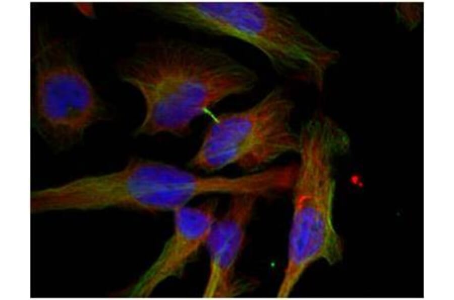 Immunofluorescence - GSK3β (Phospho-Ser9) Antibody from Signalway Antibody (11002) - Antibodies.com
