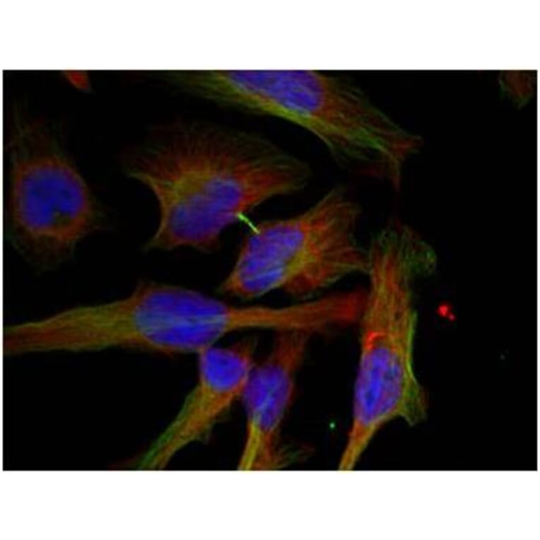 Immunofluorescence - GSK3β (Phospho-Ser9) Antibody from Signalway Antibody (11002) - Antibodies.com
