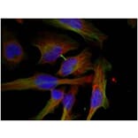 Immunofluorescence - GSK3β (Phospho-Ser9) Antibody from Signalway Antibody (11002) - Antibodies.com