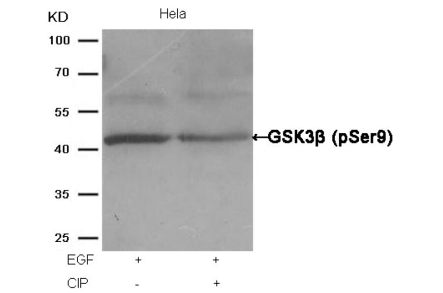 Western blot - GSK3β (Phospho-Ser9) Antibody from Signalway Antibody (11002) - Antibodies.com