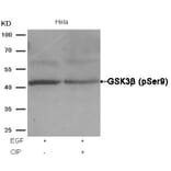 Western blot - GSK3β (Phospho-Ser9) Antibody from Signalway Antibody (11002) - Antibodies.com