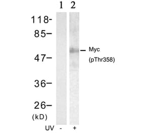 Western blot - Myc (Phospho-Thr358) Antibody from Signalway Antibody (11035) - Antibodies.com