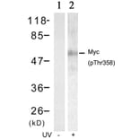 Western blot - Myc (Phospho-Thr358) Antibody from Signalway Antibody (11035) - Antibodies.com