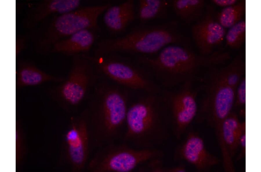 Immunofluorescence - Myc (Phospho-Thr358) Antibody from Signalway Antibody (11035) - Antibodies.com