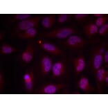 Immunofluorescence - Myc (Phospho-Thr358) Antibody from Signalway Antibody (11035) - Antibodies.com