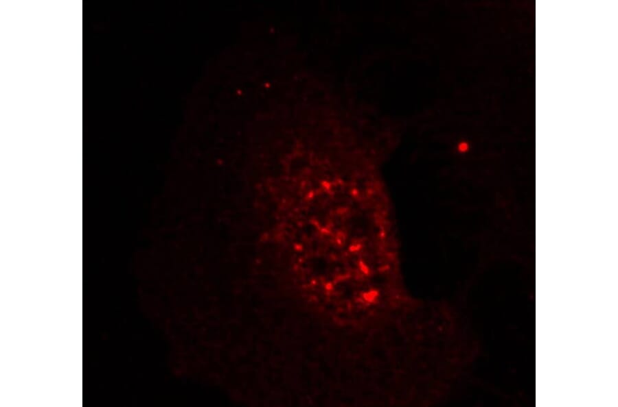 Immunofluorescence - Akt (Phospho-Thr308) Antibody from Signalway Antibody (11055) - Antibodies.com