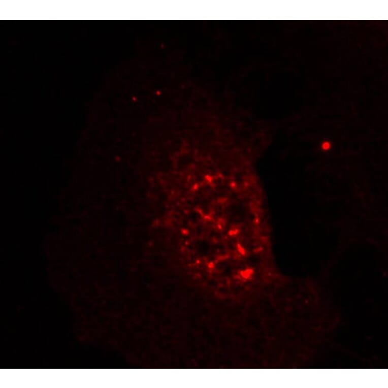 Anti Akt Phospho Thr308 Antibody A50209 6830