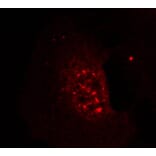 Immunofluorescence - Akt (Phospho-Thr308) Antibody from Signalway Antibody (11055) - Antibodies.com