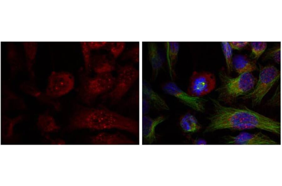 Immunofluorescence - Akt (Phospho-Thr308) Antibody from Signalway Antibody (11055) - Antibodies.com