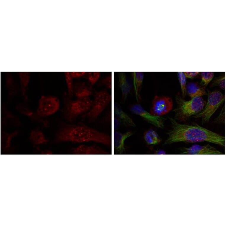 Immunofluorescence - Akt (Phospho-Thr308) Antibody from Signalway Antibody (11055) - Antibodies.com