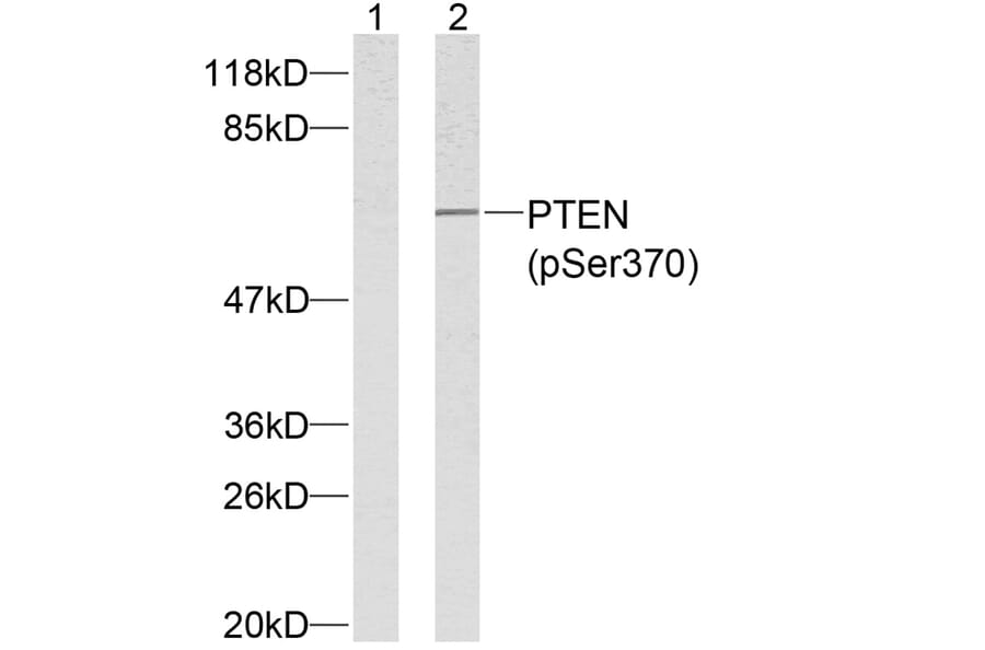 Western blot - PTEN (Phospho-Ser370) Antibody from Signalway Antibody (11062) - Antibodies.com