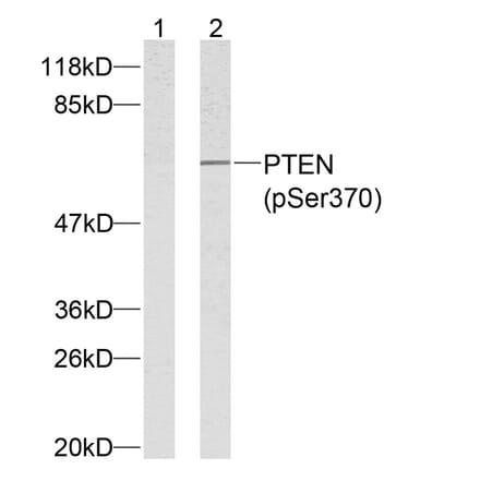 Western blot - PTEN (Phospho-Ser370) Antibody from Signalway Antibody (11062) - Antibodies.com