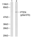 Western blot - PTEN (Phospho-Ser370) Antibody from Signalway Antibody (11062) - Antibodies.com