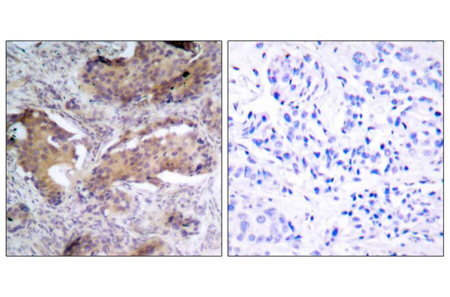 Immunohistochemistry - PTEN (Phospho-Ser370) Antibody from Signalway Antibody (11062) - Antibodies.com