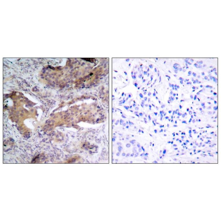 Immunohistochemistry - PTEN (Phospho-Ser370) Antibody from Signalway Antibody (11062) - Antibodies.com