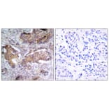 Immunohistochemistry - PTEN (Phospho-Ser370) Antibody from Signalway Antibody (11062) - Antibodies.com