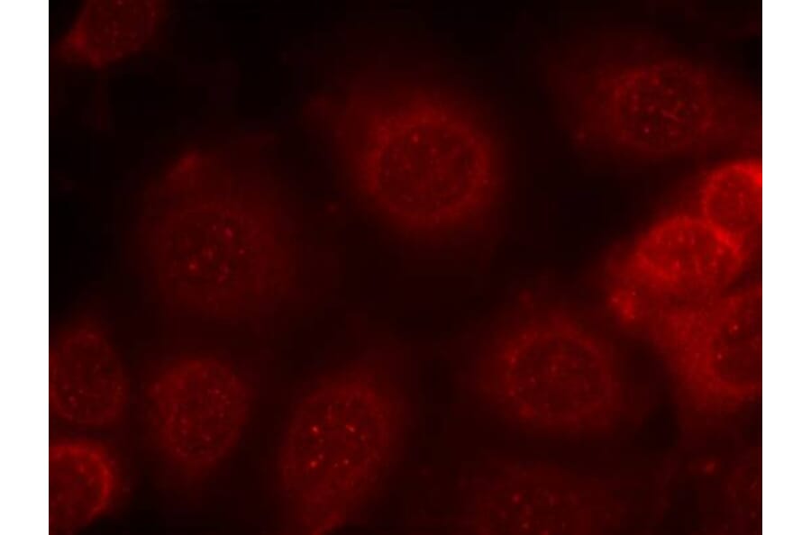 Immunofluorescence - PTEN (Phospho-Ser370) Antibody from Signalway Antibody (11062) - Antibodies.com