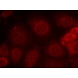 Immunofluorescence - PTEN (Phospho-Ser370) Antibody from Signalway Antibody (11062) - Antibodies.com