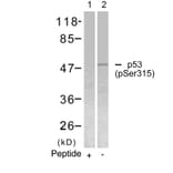 Western blot - p53 (Phospho-Ser315) Antibody from Signalway Antibody (11100) - Antibodies.com