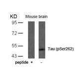 Western blot - Tau (Phospho-Ser262) Antibody from Signalway Antibody (11111) - Antibodies.com