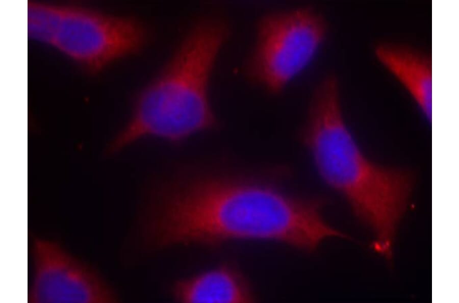 Immunofluorescence - Tau (Phospho-Ser262) Antibody from Signalway Antibody (11111) - Antibodies.com