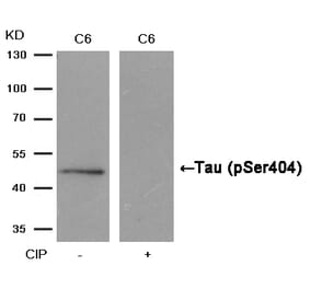 Western blot - Tau (Phospho-Ser404) Antibody from Signalway Antibody (11112) - Antibodies.com