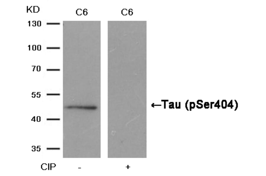 Western blot - Tau (Phospho-Ser404) Antibody from Signalway Antibody (11112) - Antibodies.com