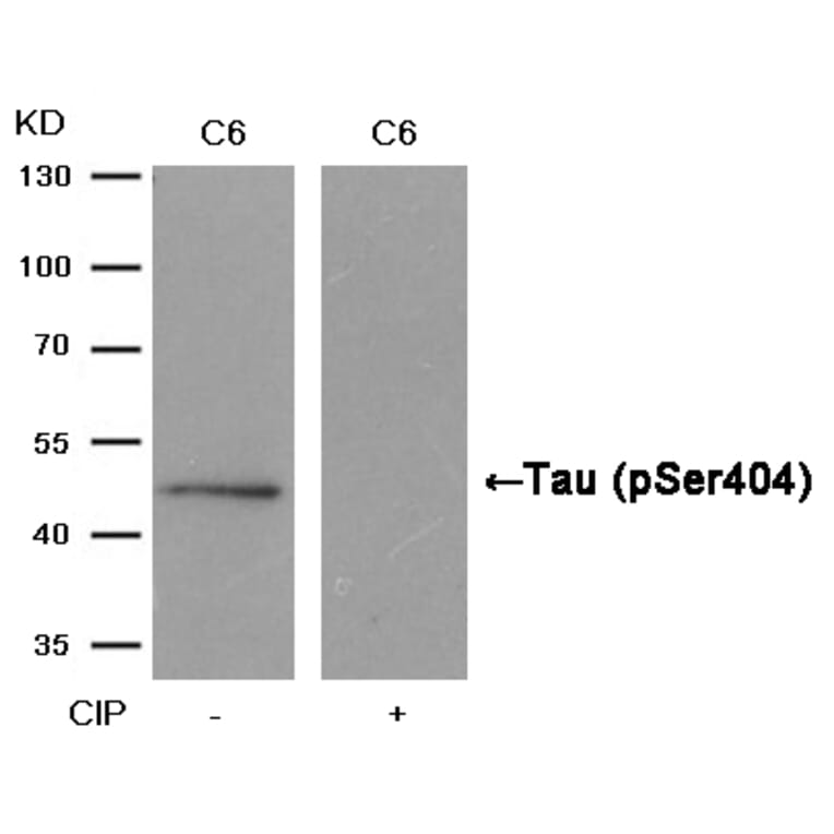 Western blot - Tau (Phospho-Ser404) Antibody from Signalway Antibody (11112) - Antibodies.com