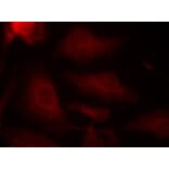 Immunofluorescence - Tau (Phospho-Ser404) Antibody from Signalway Antibody (11112) - Antibodies.com