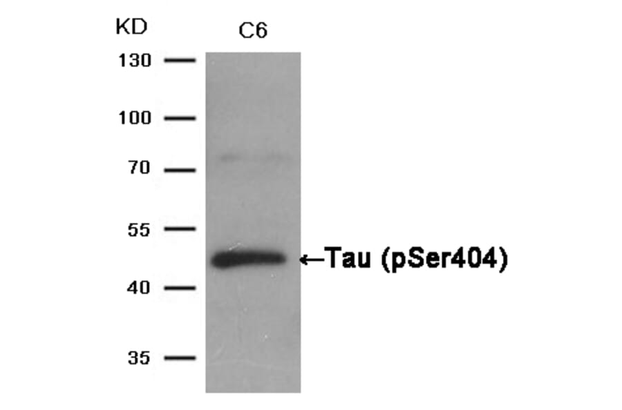 Western blot - Tau (Phospho-Ser404) Antibody from Signalway Antibody (11112) - Antibodies.com